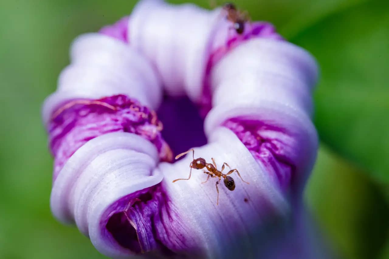 What is average lifespan of an ant imaluop imaluop