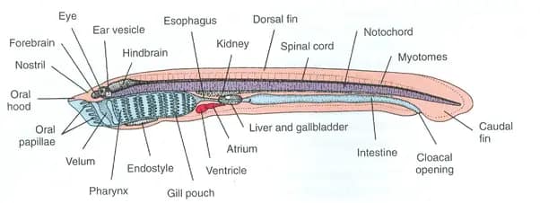 Anatomy of Petromyzon (Lamprey) - IMALUOP