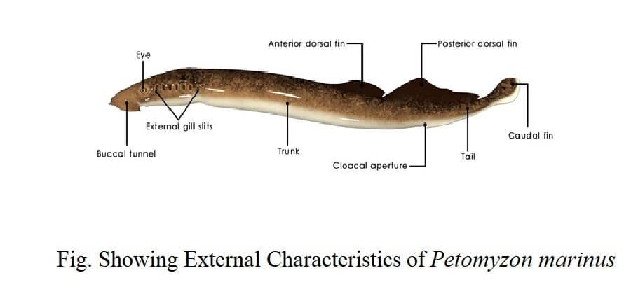 Habit and Habitat of Petromyzon(Lamprey) - IMALUOP